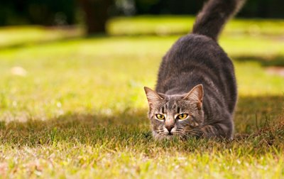 Kedi Ve Kopeklerde Anestezi Yontemleri