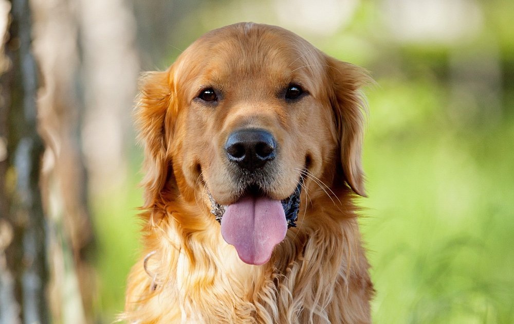 köpeklerde sağlıklı deri ve tüy