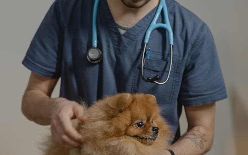 Evcil Hayvan Check-Up: Neden Önemli?