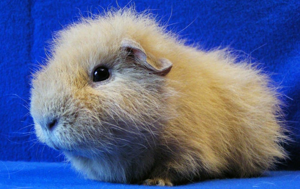 Ginepig Çıkardığı Sesler Neyi Anlatır?