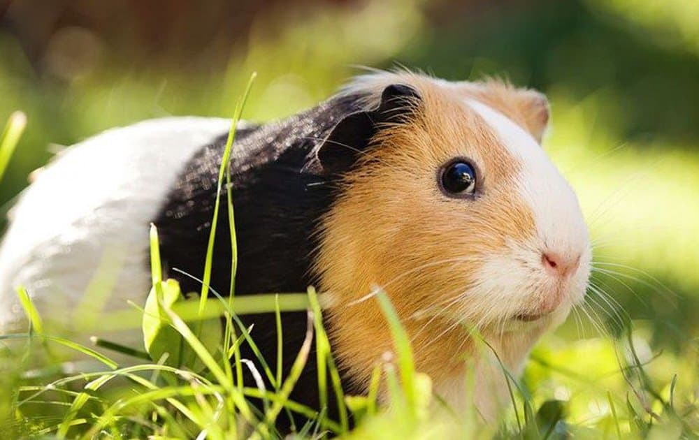 Ginepig Irkları Nelerdir?