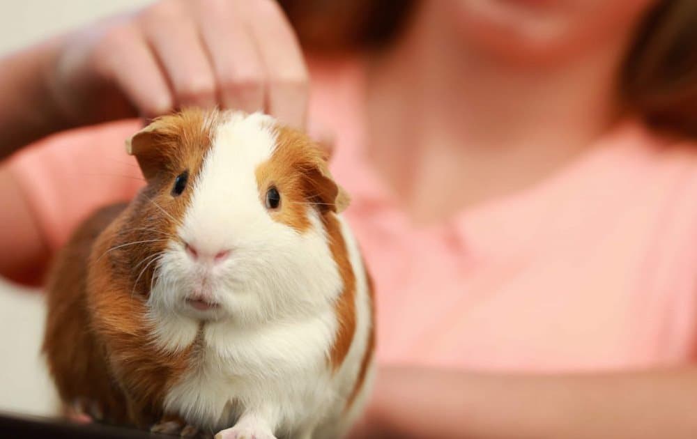 Ginepig Kafes Altına Neler Koyulur?