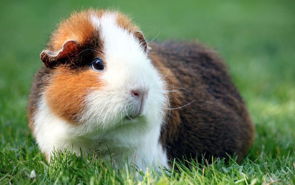 Ginepig Nasıl Evcilleştirilir ve Sevilir