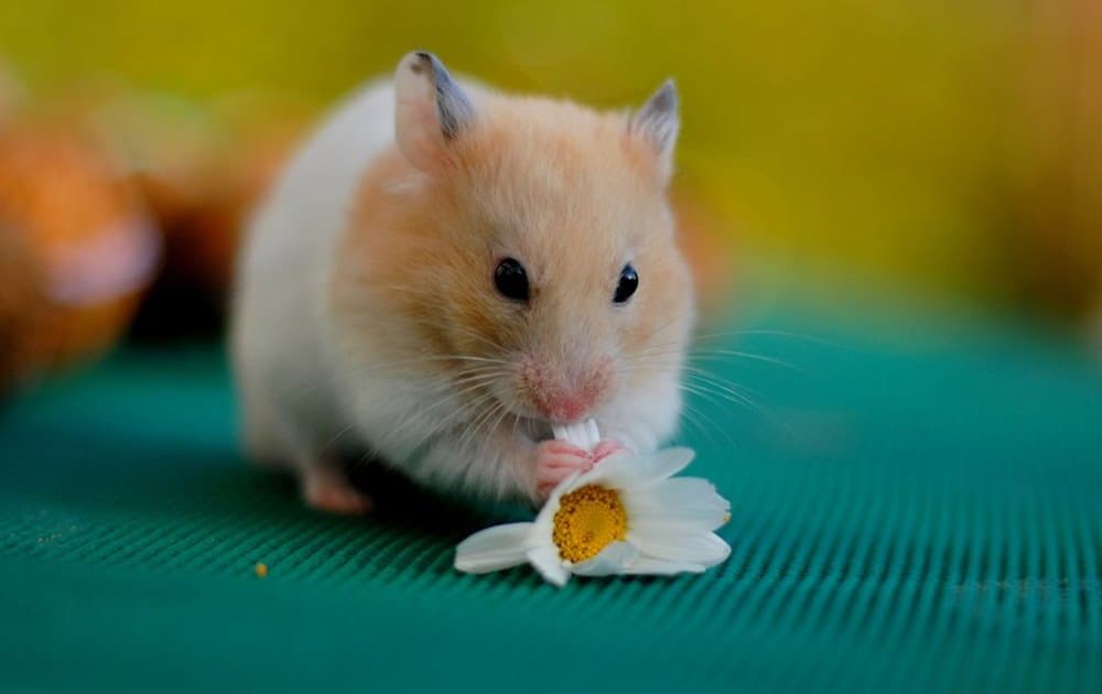 Hamster Türleri ve Türlerin Özellikleri Nelerdir?