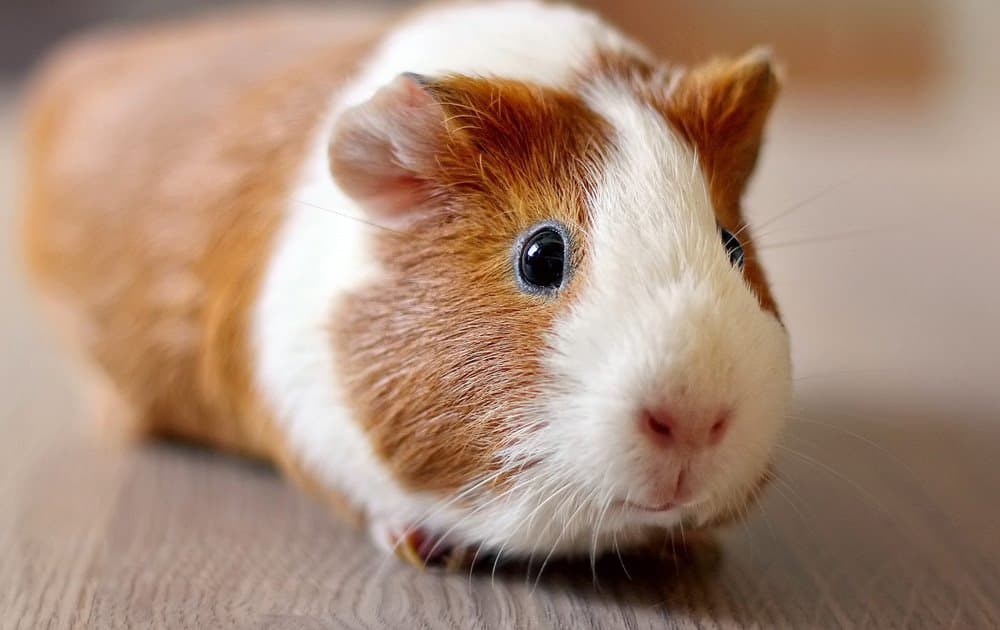Hamster ve Ginepig Arasındaki 14 Fark
