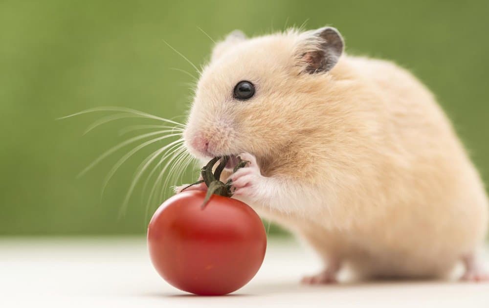 Hamsterların Eğitimi Nasıl Yapılır?