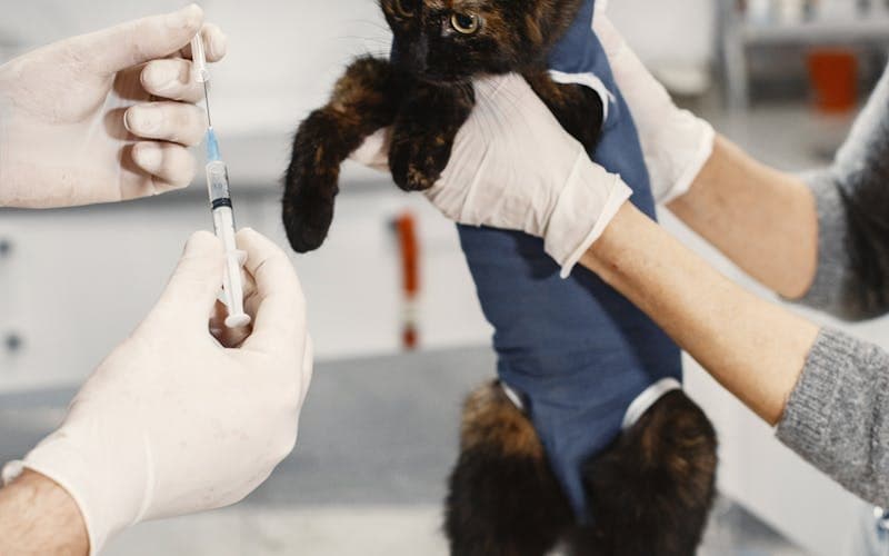 Kedi Kısırlaştırma Ameliyatı: Bilmeniz Gereken Her Şey