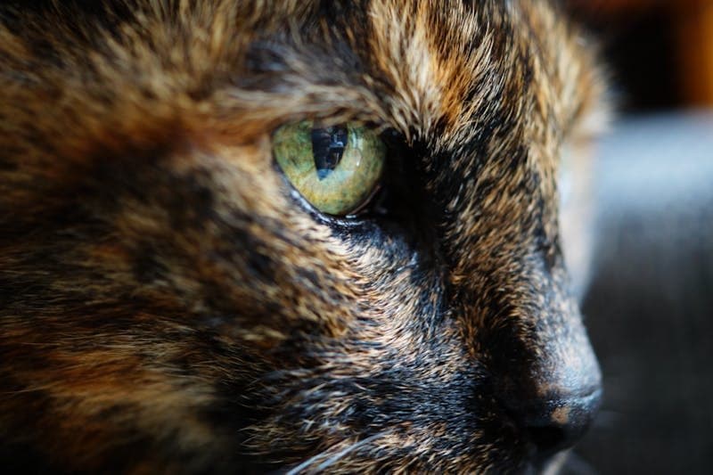 Kedi ve Köpek Göz Hastalıkları: Belirtiler ve Tedavi