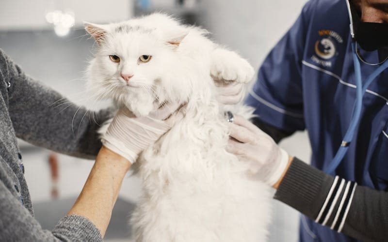 Kedi ve Köpek Zehirlenmeleri: Tehlikeli Maddeler