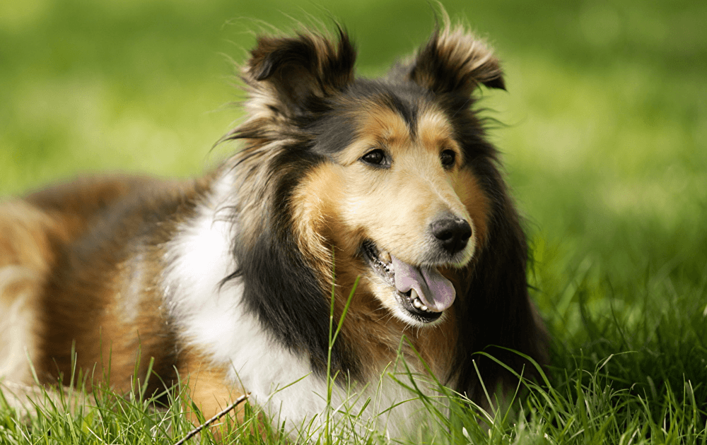 Köpek Bakımında İşinize Yarayacak 3 Öneri