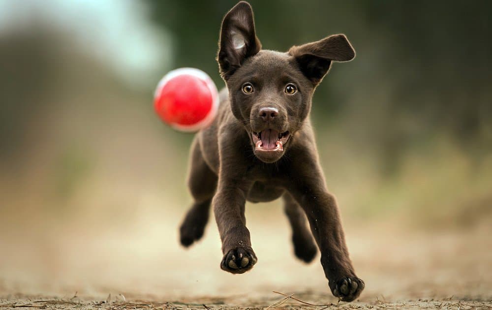 Köpekler İçin En Popüler Oyuncaklar