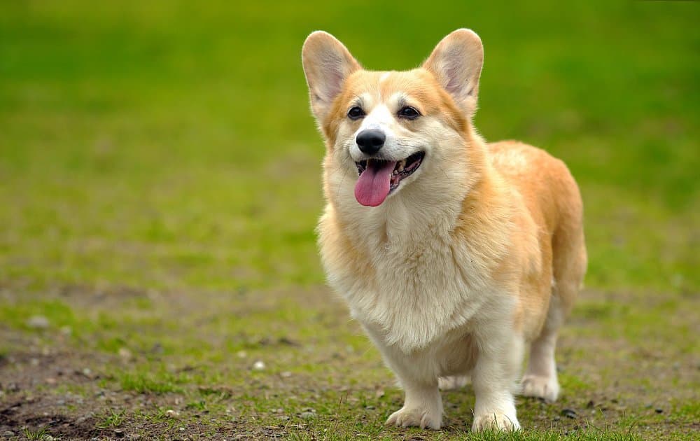 Köpekler Neden Yalar?