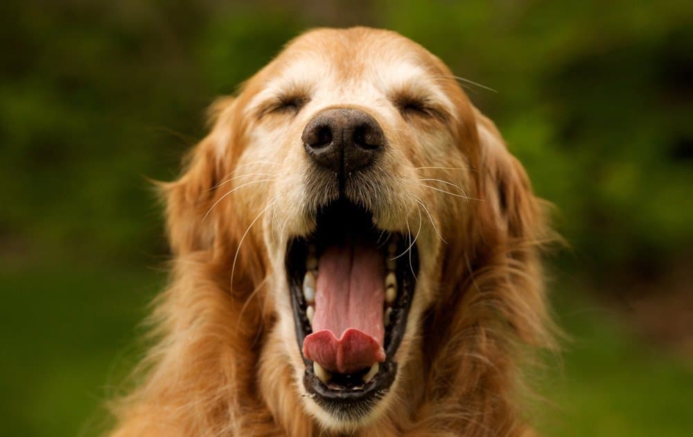 Köpeklerde Ağız Kokusu Nasıl Önlenir?