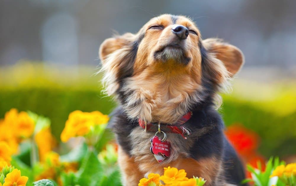 Sahibini En İyi Koruyan Köpek Cinsleri Nelerdir?