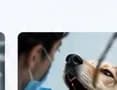 Veteriner diş sağlığı — kedi köpek diş taşı temizliği