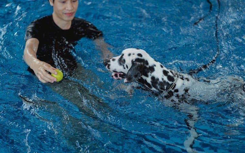 Veteriner Fizik Tedavi ve Rehabilitasyon
