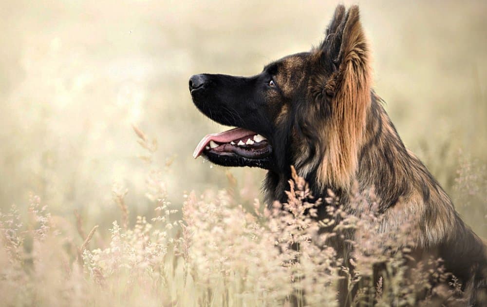 Bir Köpeğin Yaşını Görünümünden Hesaplama Nasıl Yapılır?