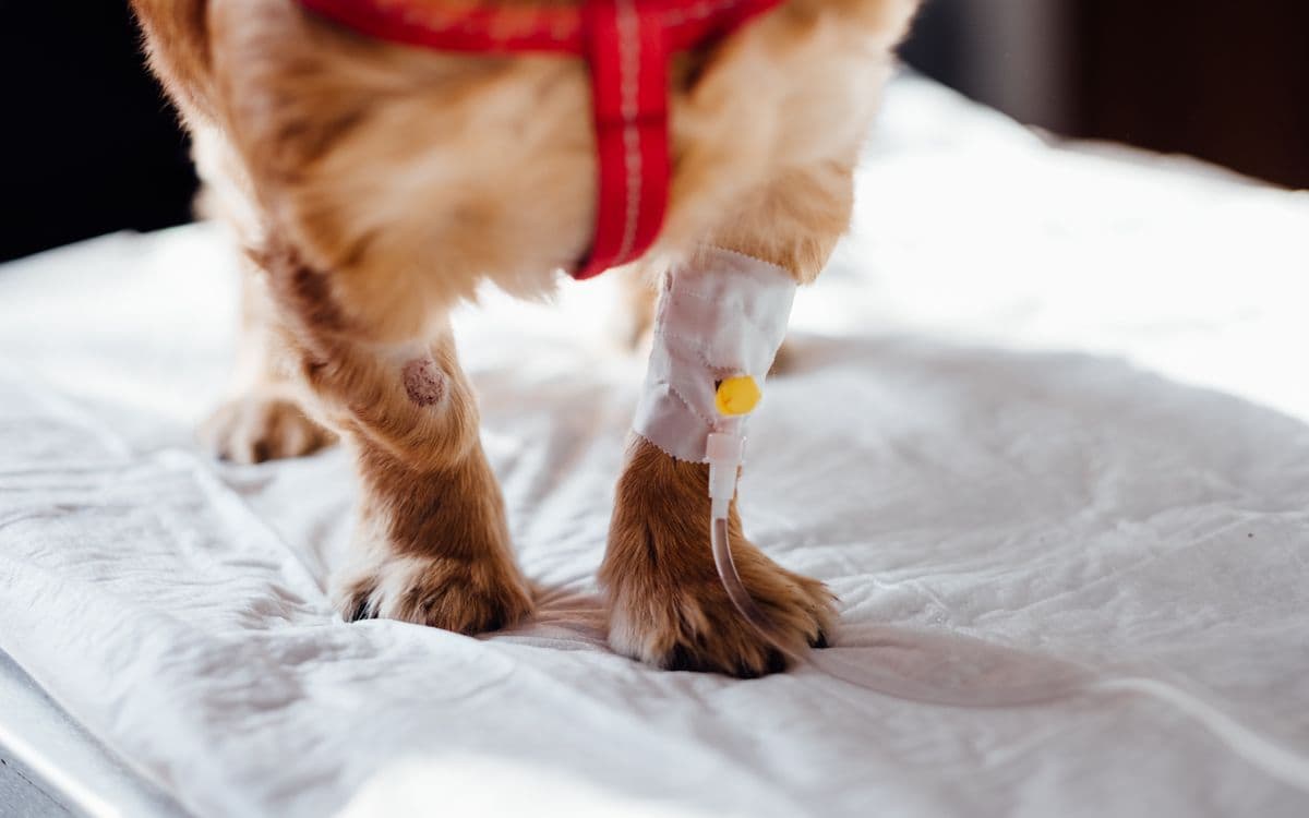 Serum takılı köpek klinikte tedavi görüyor