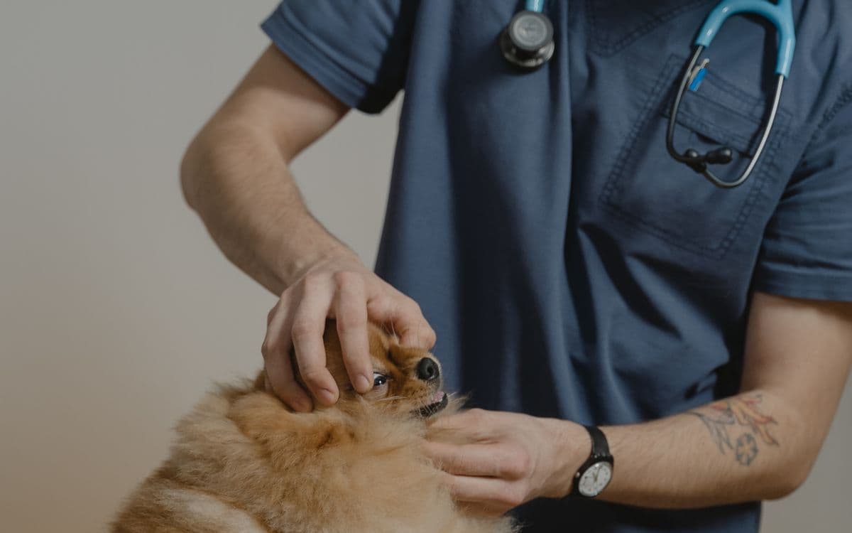Veteriner hekim köpeği muayene ediyor
