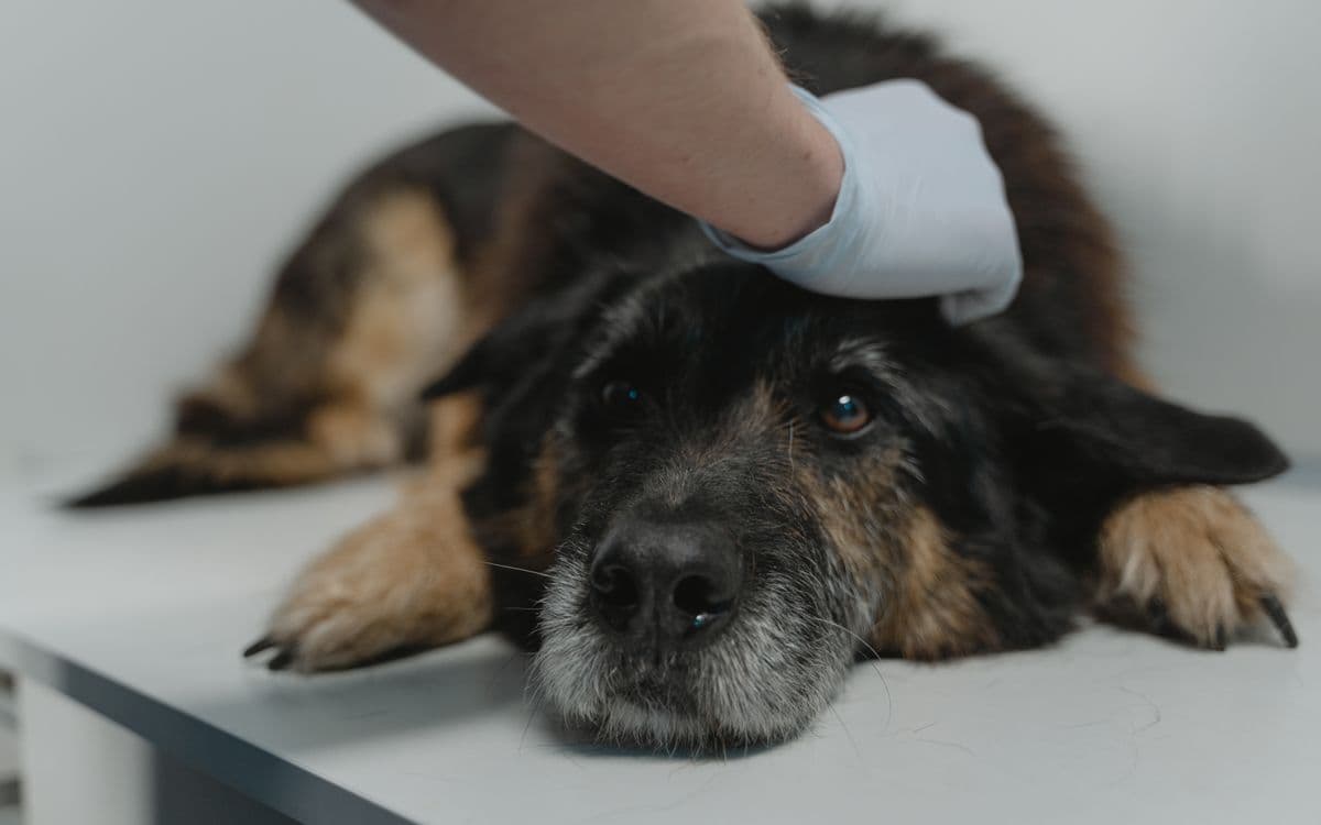 Veteriner hekim köpeği eldivenle muayene ediyor