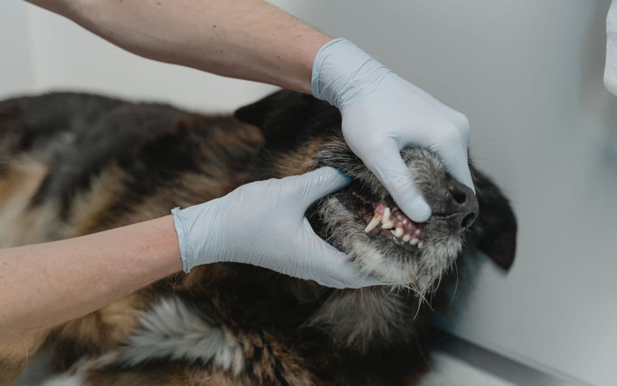 Veteriner hekim köpeğin diş sağlığını kontrol ediyor