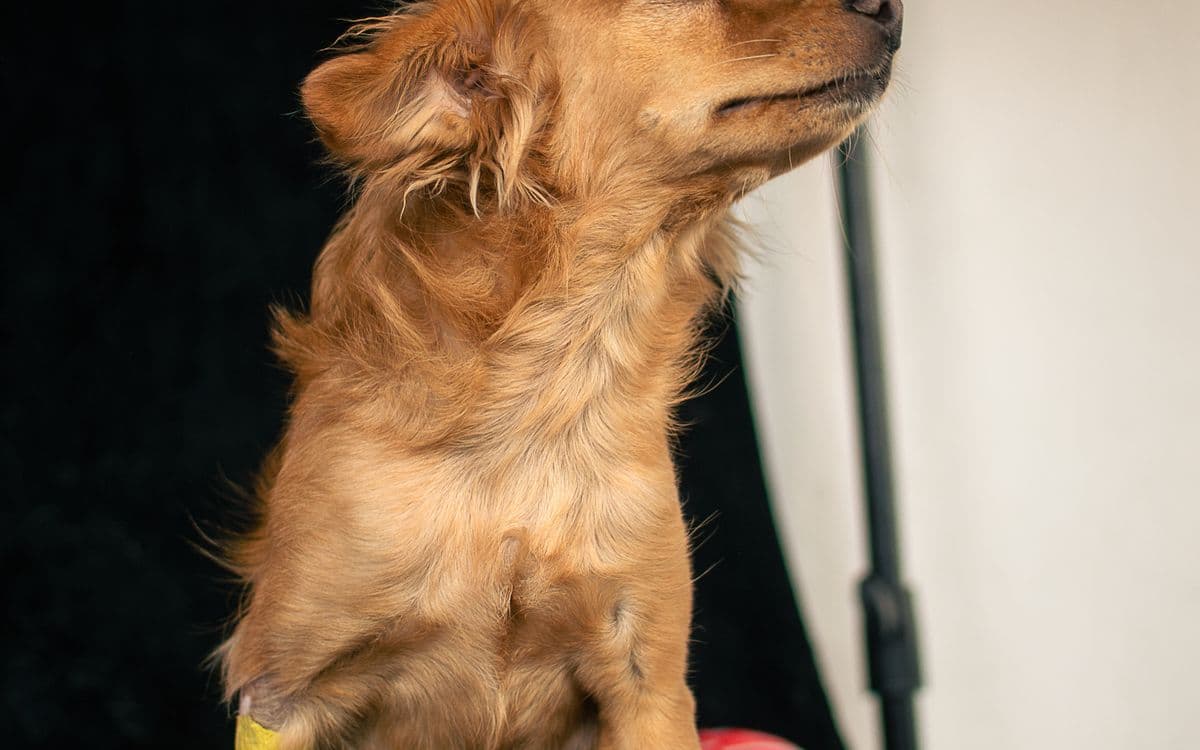 Bacağı bandajlı köpek rehabilitasyon sürecinde