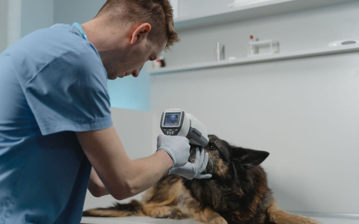 Veteriner hekim köpeği klinikte muayene ediyor