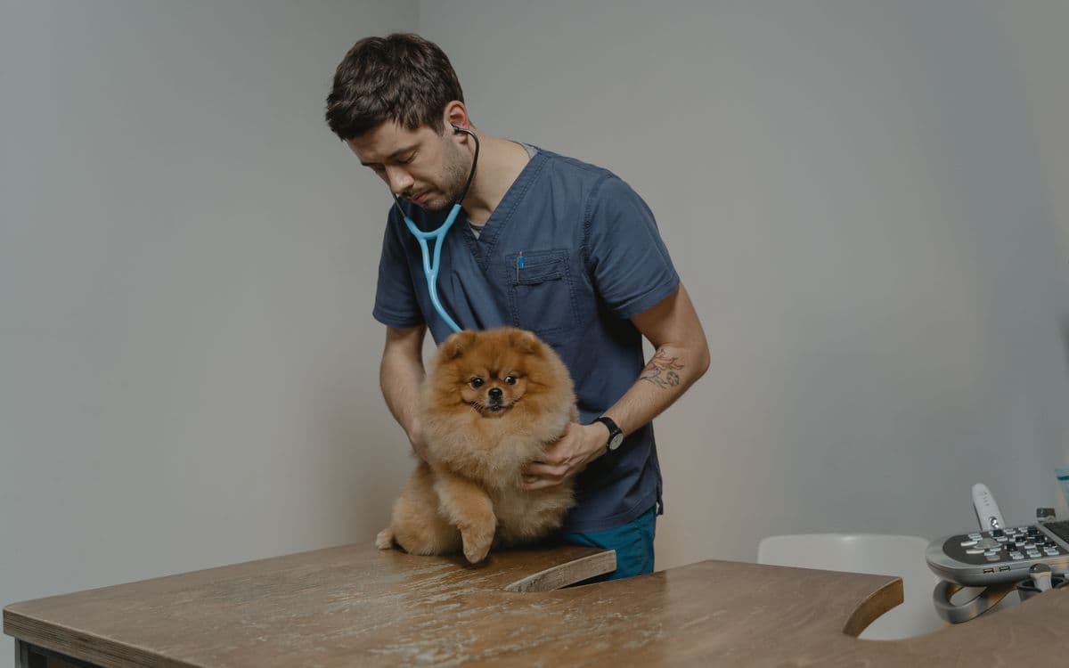 Veteriner hekim köpeği steteskopla dinliyor