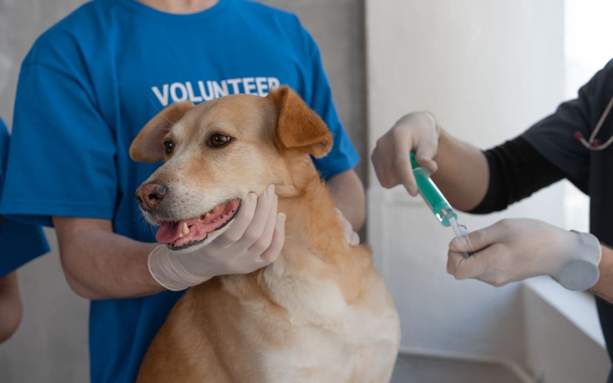 Köpeğe koruyucu aşı uygulanıyor