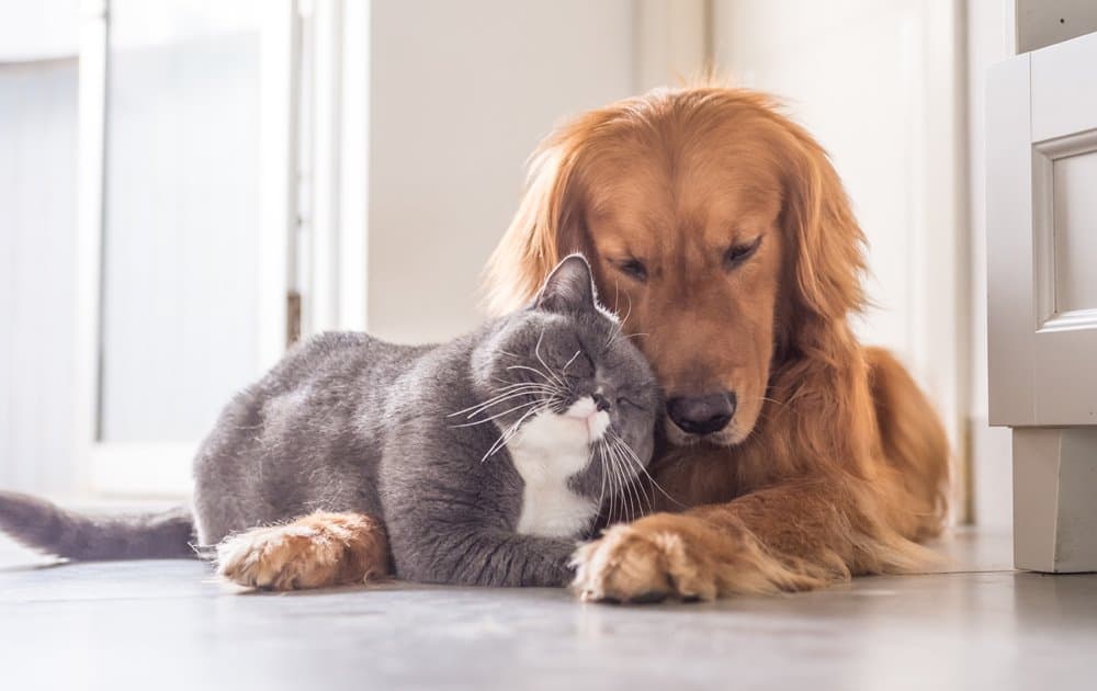 Vazektomi: Erkek Kediler ve Köpekler İçin Doğum Kontrolü