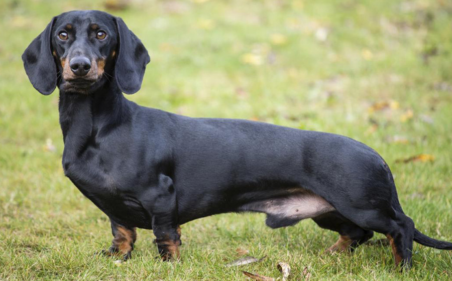 Sahibine En Sadık Köpek