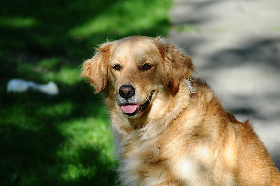 oyun köpeği cinsleri